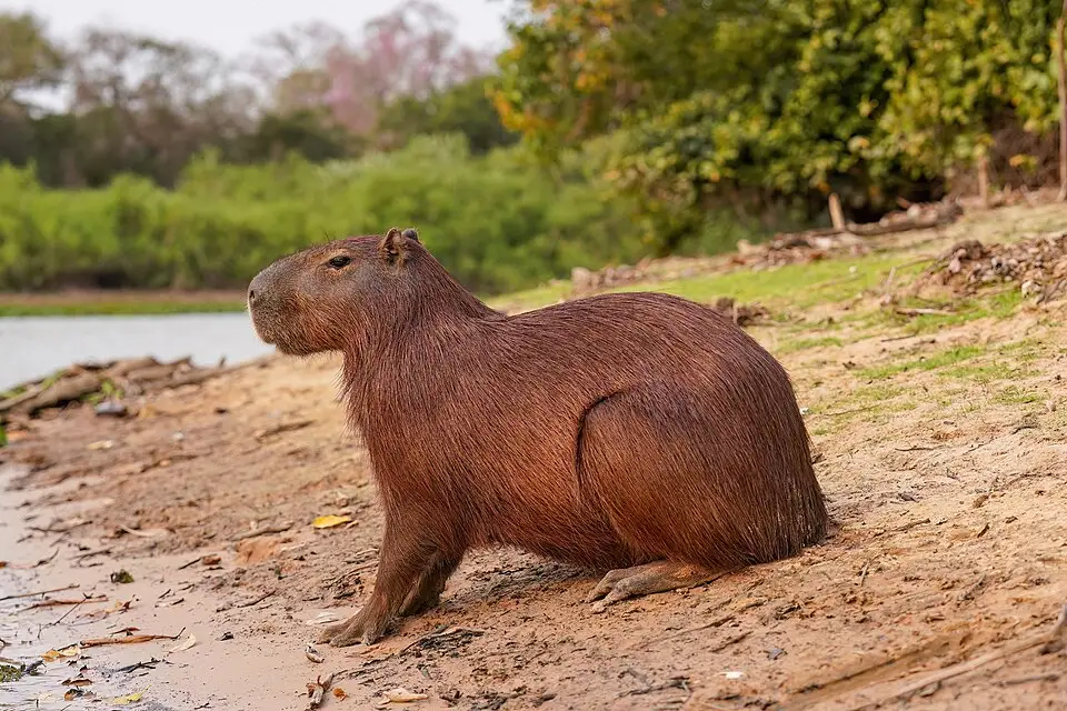 A capybara resting beside a river, the real-life subject of our coding challenge